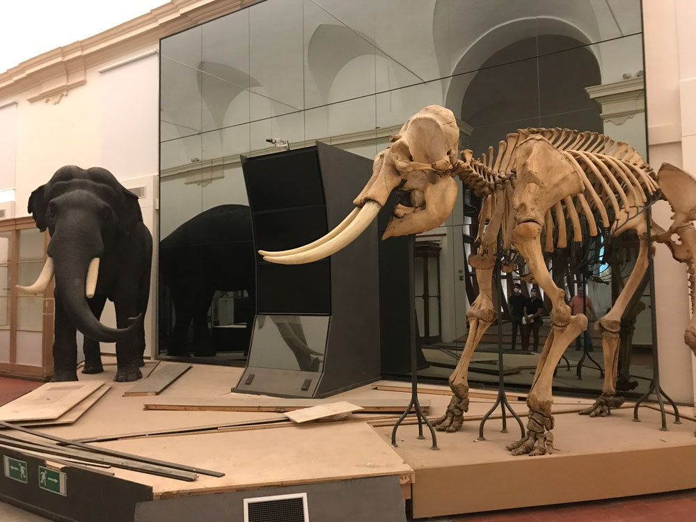 Scheletro e modello di elefante.